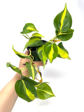 Load image into Gallery viewer, Philodendron Brazil