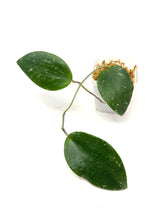 Load image into Gallery viewer, Hoya Glabra Silver