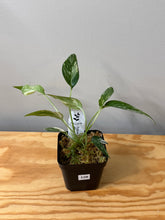 Load image into Gallery viewer, 128. Epipremnum Pinnatum Albo Variegated