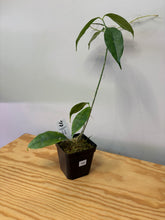 Load image into Gallery viewer, 102. Hoya Cystiantha