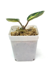 Load image into Gallery viewer, Hoya Carnosa Argentea Princess D