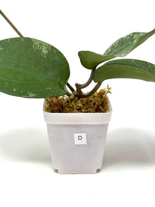 Hoya Glabra Silver D