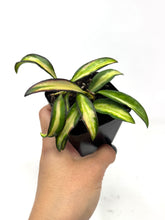 Load image into Gallery viewer, Hoya Kentiana Variegated