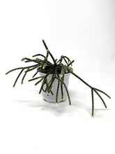 Load image into Gallery viewer, Rhipsalis Pilocarpa (ships within Canada only)