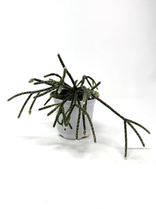 Rhipsalis Pilocarpa (ships within Canada only)