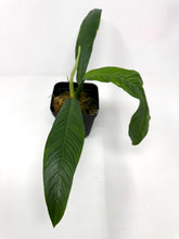 Load image into Gallery viewer, Philodendron Lynette ‘Campii’