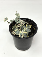 Load image into Gallery viewer, Ceropegia Woodii “String of Hearts” Variegated