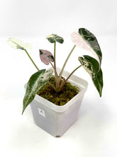 Load image into Gallery viewer, Alocasia Bambino Pink Variegated A