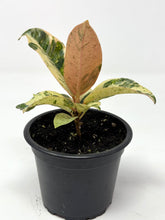 Load image into Gallery viewer, Ficus Shivereana Moonshine (Ships within Canada only)