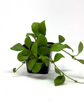 Load image into Gallery viewer, Hoya Heuschkeliana
