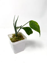 Load image into Gallery viewer, Hoya Polyneura