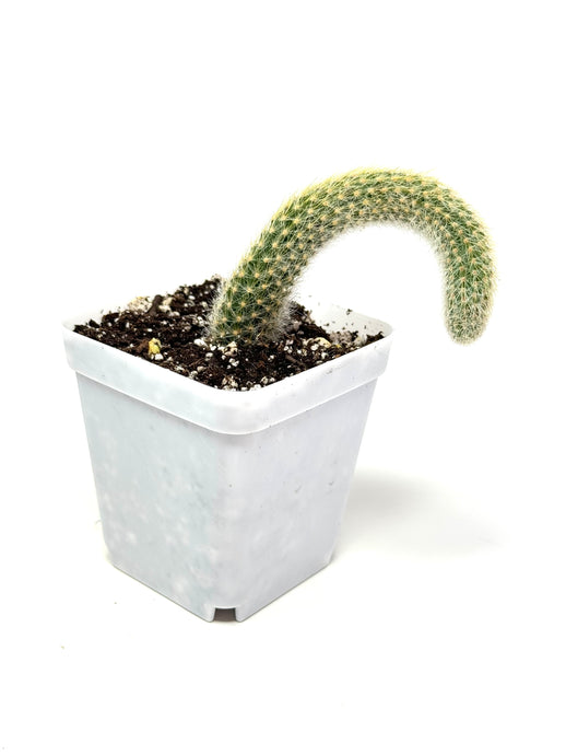 Cleistocactus Colademononis “Monkey Tail Cactus” (Long hair variant) - Ships within Canada only