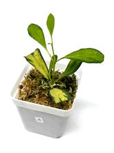 Load image into Gallery viewer, Hoya Manipurensis Variegated A