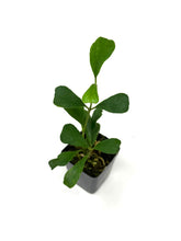 Load image into Gallery viewer, Hoya Manipurensis