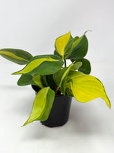Load image into Gallery viewer, Philodendron Brazil