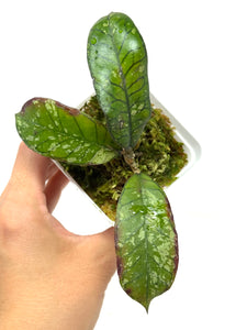 Hoya Gunung Gading Ghost B