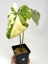 Load image into Gallery viewer, Philodendron Gloriosum Variegated C