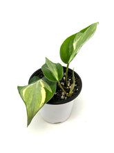 Load image into Gallery viewer, Philodendron ‘Rio’