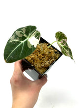 Load image into Gallery viewer, Alocasia Black Velvet Variegated A