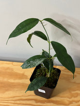 Load image into Gallery viewer, 137. Hoya Cystiantha Splash