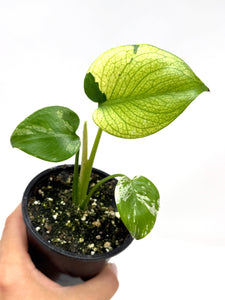 Monstera Deliciosa Mint Variegated