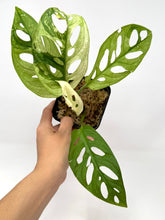 Load image into Gallery viewer, Monstera Adansonii Variegated E