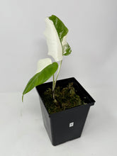 Load image into Gallery viewer, Monstera Deliciosa Albo Variegated N