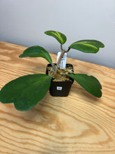 Load image into Gallery viewer, 96. Hoya Kerrii Variegated (inner)