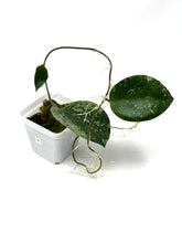Load image into Gallery viewer, Hoya Glabra Silver B