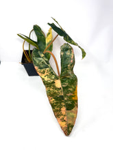 Load image into Gallery viewer, Philodendron Billietiae Variegated A