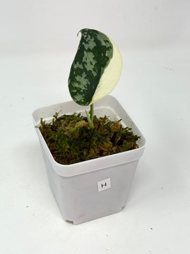 Scindapsus Mayari Variegated H