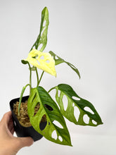 Load image into Gallery viewer, Monstera Adansonii Variegated G