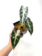 Load image into Gallery viewer, Alocasia Bambino Pink Variegated C