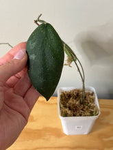 Load image into Gallery viewer, 40. Hoya Caudata Silver Ghost