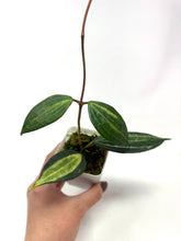 Load image into Gallery viewer, Hoya Macrophylla ‘Pot of Gold’