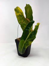 Load image into Gallery viewer, Philodendron Billietiae Variegated C