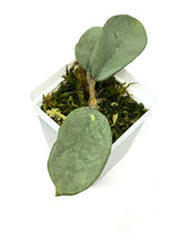 Load image into Gallery viewer, Hoya Carnosa ‘Argentea Princess’ C