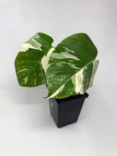 Load image into Gallery viewer, Monstera Deliciosa Albo Variegated B
