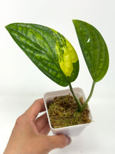 Load image into Gallery viewer, Monstera Peru Variegated