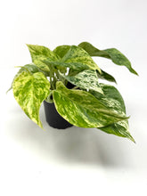 Load image into Gallery viewer, Epipremnum Aureum “Marble Queen”