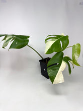 Load image into Gallery viewer, Monstera Deliciosa Albo Variegated B