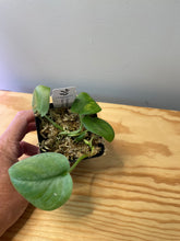 Load image into Gallery viewer, 30. Scindapsus Silver Cloud