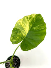 Load image into Gallery viewer, Alocasia Odora Aurea Variegated