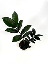 Load image into Gallery viewer, Zamioculcas Zamiifolia ‘Raven’