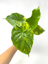 Load image into Gallery viewer, Alocasia Odora Aurea Variegated
