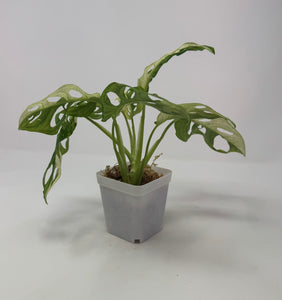 Monstera Adansonii Variegated B