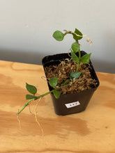 Load image into Gallery viewer, 117. Hoya Lacunosa