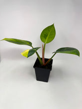 Load image into Gallery viewer, Philodendron Green Congo Variegated