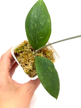 Load image into Gallery viewer, Hoya Erythrostemma Splash