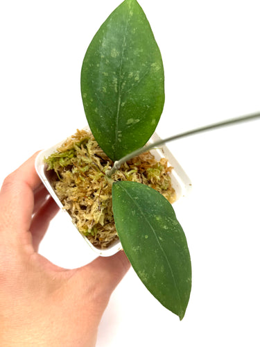 Hoya Erythrostemma Splash